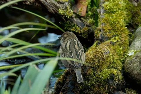 The house sparrow Stock Photos