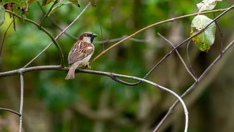 A house sparrow Stockfoto's