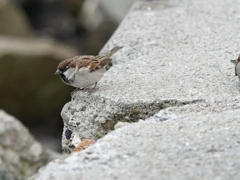 House sparrow Foto stock