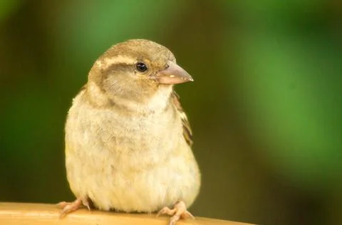 House sparrow Stock Photos