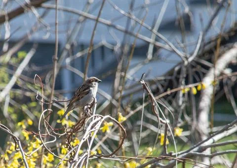 House sparrow Stock Photos