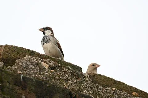House sparrow. Stock Photos