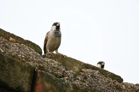 House sparrow. Stock Photos