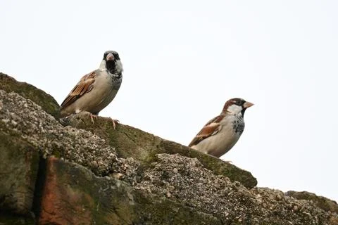House sparrow. Stock Photos