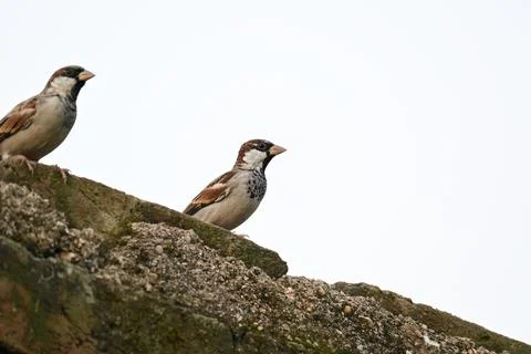 House sparrow. Stock Photos