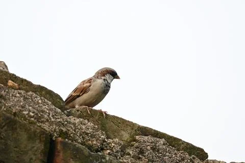 House sparrow. Stock Photos