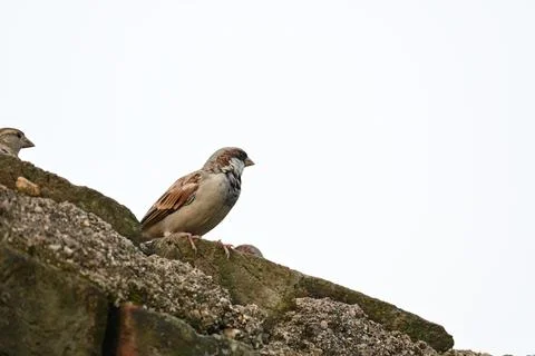 House sparrow. Stock Photos