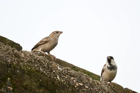 House sparrow. Stock Photos