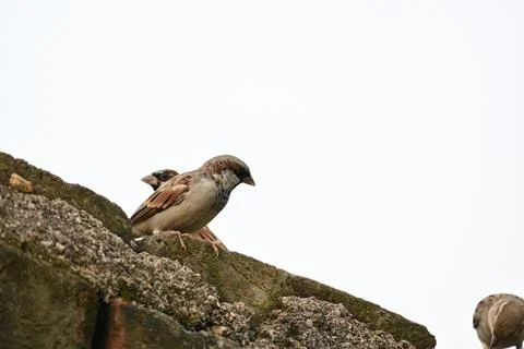 House sparrow. Stock Photos