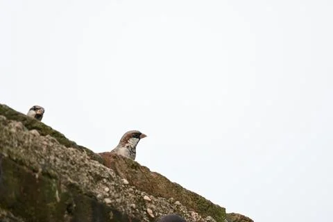 House sparrow. Stock Photos