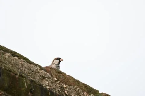 House sparrow. Stock Photos