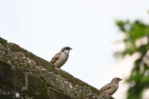 House sparrow. Stock Photos