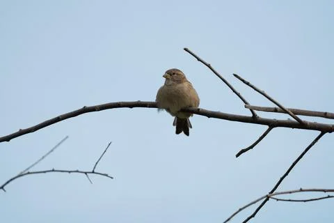 House sparrow. 库存照片