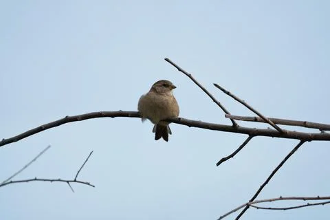 House sparrow. Stock Photos