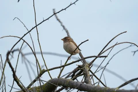 House sparrow. Fotos de archivo