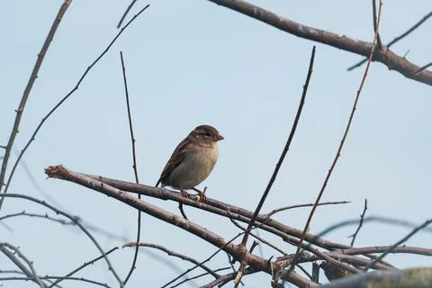 House sparrow. 库存照片