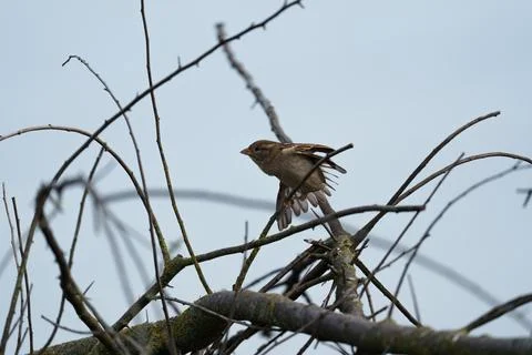 House sparrow. Stock Photos