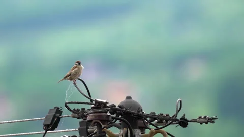 House Sparrow on a powewr cable, observation, little (Passer domesticus) Stock Footage 335652407