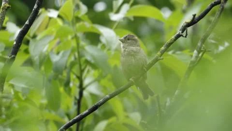 House Sparrow Singing on Branch Close Up Vídeos de archivo 334869784