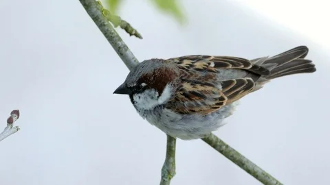 House Sparrow Sitting On A Branch Of Platane Tree And Chirping In Morning Stock Footage