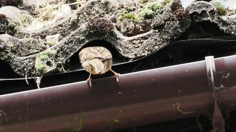 House sparrow sitting on guttering checking the surroundings. Stock Footage 337911497