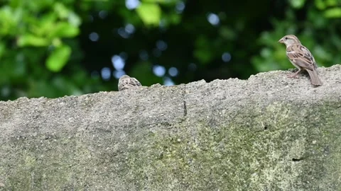 House sparrow, Slow motion video. Video stock 287677945
