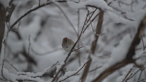House Sparrow in Snow Stock Footage 233848459