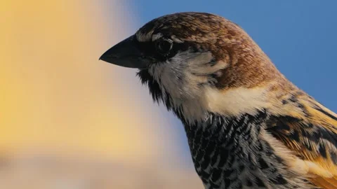 House Sparrow with Subtle Head Movement against Soft Yellow and Blue Background Stock Footage 340557586