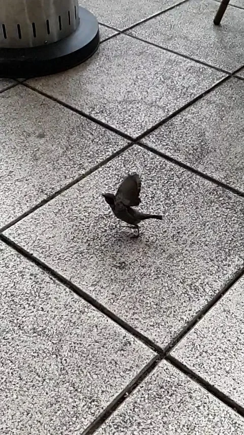 House sparrow taking flight Stock Footage 166139631