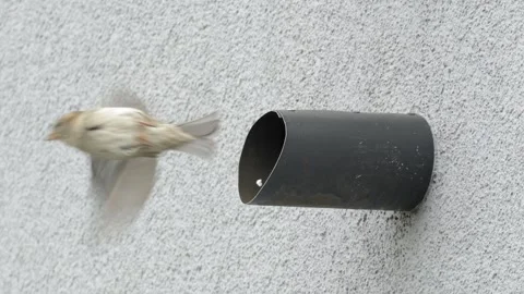 House sparrow taking off from a wall pipe and flying to the left Vídeos de archivo 334333356