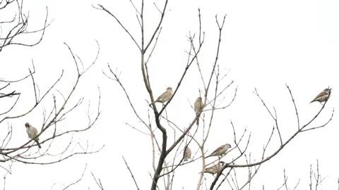 House sparrow on tree branch. Stock Footage 290105560