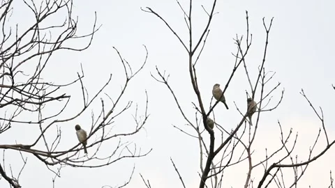 House sparrow on tree branch. Video stock 290191380