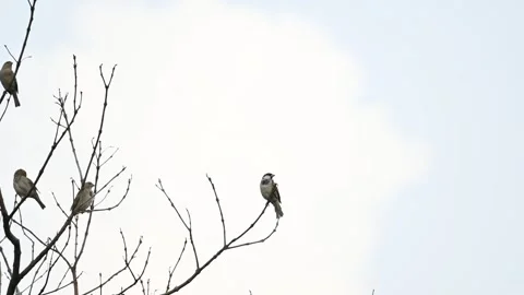 House sparrow on tree branch. Vídeo Stock 290191878