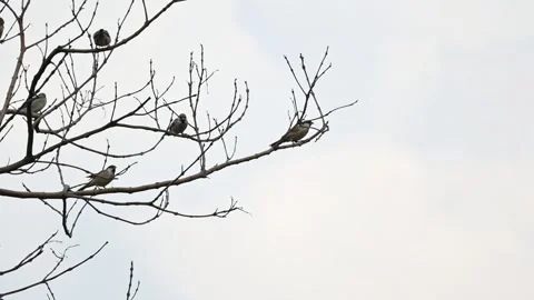 House sparrow on tree branch. Stock Footage 290193003