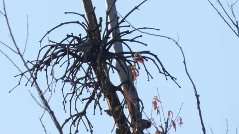 House sparrow on tree branch jumping in search of materials for nest Stock Footage 290880871