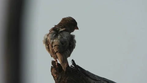 House sparrow in tree . Video stock 179901766