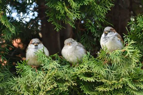 House Sparrow on a Tree Stock Photos