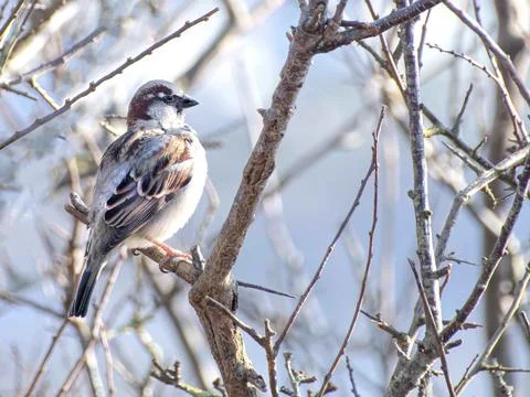 House sparrow  in tree Foto stock