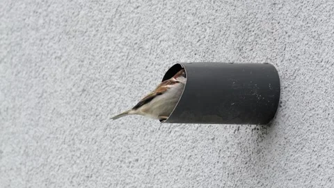 House sparrow in a wall pipe looking inside and then turning head Vídeos de archivo 334332048