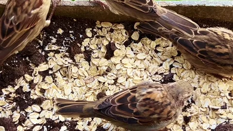 House sparrows and tree sparrows eat oat... | Stock Video | Pond5
