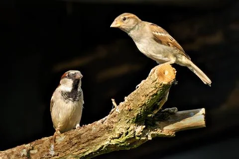 House Sparrows on Branch Foto stock