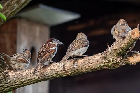 House sparrows on branch Stock Photos