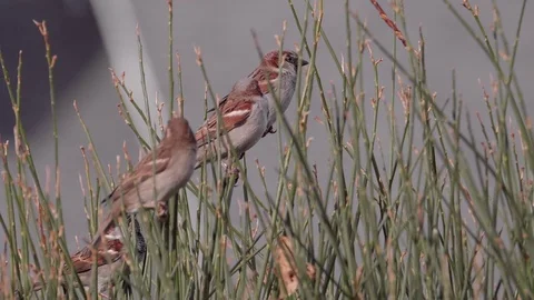 House Sparrows in a Bush Slow Motion Stock Footage 84330875