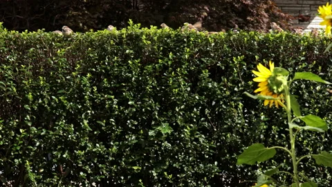 House Sparrows Coming and Going With Sunflower in Foreground Stock Footage 162281441