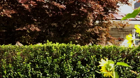 House Sparrows Coming and Going, Scatter Stock Footage 162282281