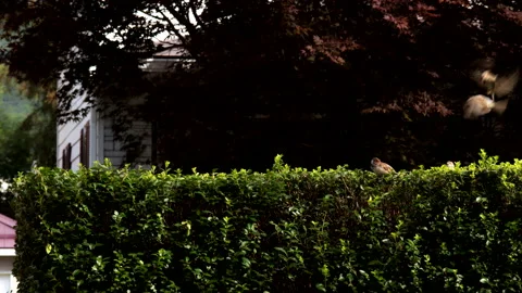 House Sparrows Coming and Going Video stock 162282396
