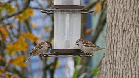 House Sparrows congregate around the bird feeder in fall. Stock Footage 97845871