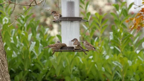 House Sparrows congregate around the feeder. Stock Footage 97845892