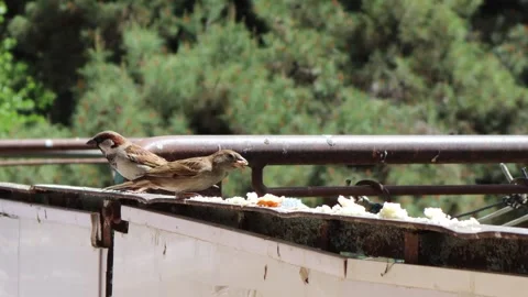 House sparrows eat bread crumbs Stock Footage 241240182