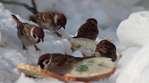 House Sparrows eating bread, on snow, Passer domesticus Video stock 41592837